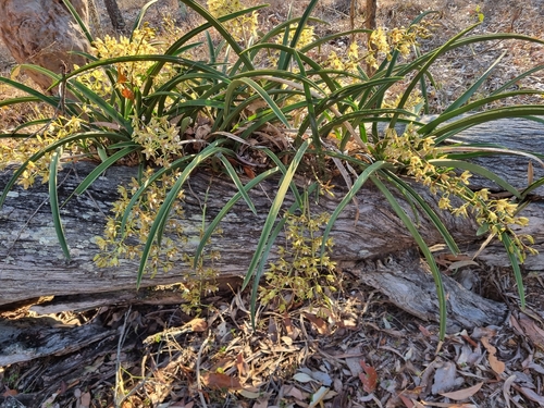 Cymbidium canaliculatum