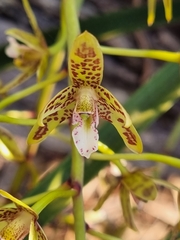 (c) Elizabeth Meier, some rights reserved (CC BY) Cymbidium canaliculatum, photograph (c) Elizabeth Meier, some rights reserved (CC BY)
