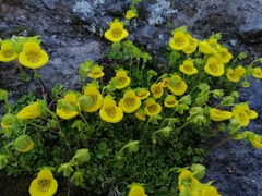 Calceolaria tenella