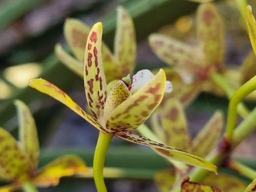 Cymbidium canaliculatum, photograph 2