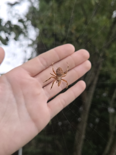 Spotted Orbweaver