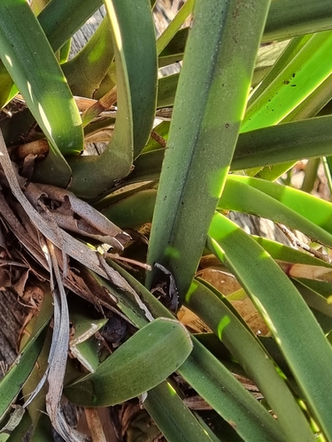Cymbidium canaliculatum, photograph 3