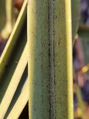 (c) Elizabeth Meier, some rights reserved (CC BY) Cymbidium canaliculatum, photograph (c) Elizabeth Meier, some rights reserved (CC BY)