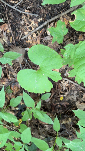 bloodroot