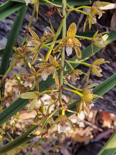 Cymbidium canaliculatum, photograph 6