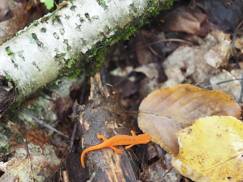 Eastern Newt