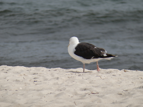 Great Black-backed Gull