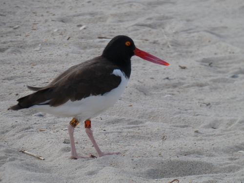 American Oystercatcher