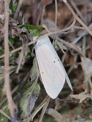Spilarctia subcarnea