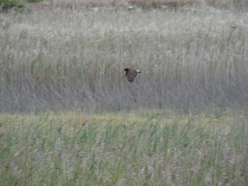 Northern Harrier