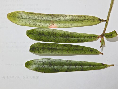 Myrsine salicina, photograph 5