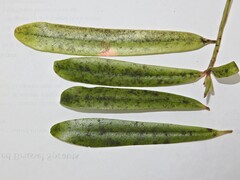 Myrsine salicina, photograph (c) Grey Smith, some rights reserved (CC BY)