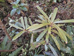 Myrsine salicina, photograph (c) Grey Smith, some rights reserved (CC BY)