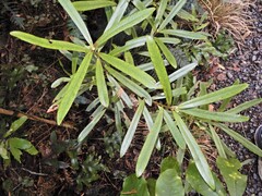 Myrsine salicina, photograph (c) Grey Smith, some rights reserved (CC BY)