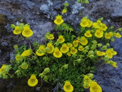 Calceolaria tenella