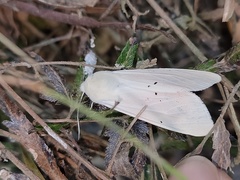 Spilarctia subcarnea