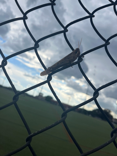 Gray Bird Grasshopper