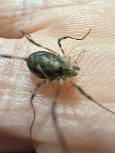 Painted Harvestman