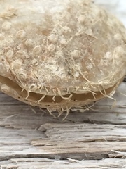 Brachiopoda