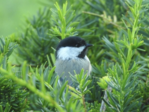 Black-capped Chickadee