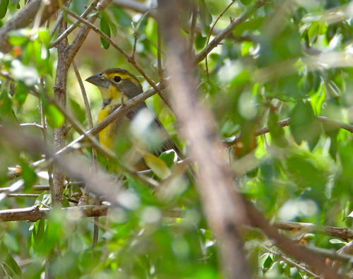 Dickcissel