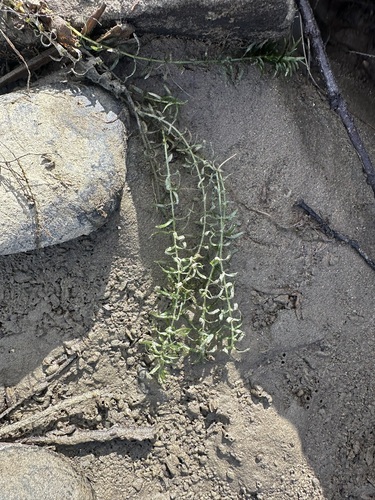 Elodea canadensis