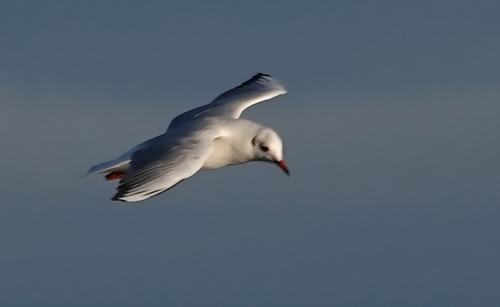 Black-headed Gull