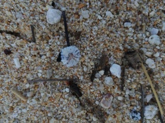 Crucibulum scutellatum