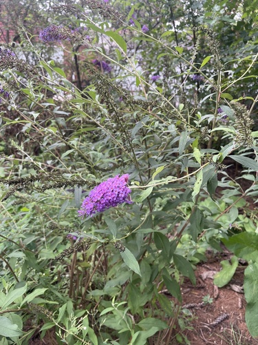 Butterfly bush