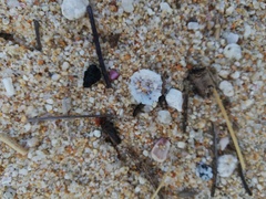 Crucibulum scutellatum