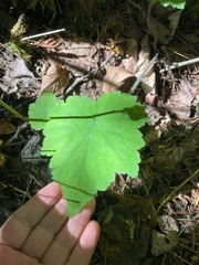 Tiarella stolonifera