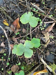 (c) Tom Scavo, some rights reserved (CC BY) Ranunculus recurvatus, photograph (c) Tom Scavo, some rights reserved (CC BY)