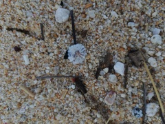 Crucibulum scutellatum