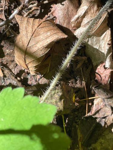 Tiarella stolonifera, photograph 2
