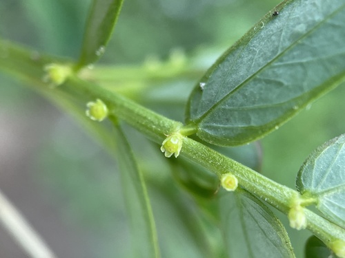 Phyllanthus urinaria, photograph 5