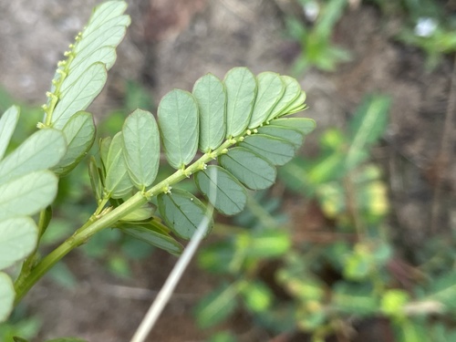 Phyllanthus urinaria, photograph 4