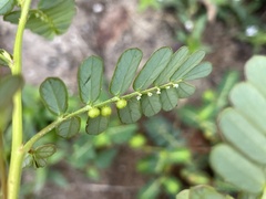 (c) Engers, some rights reserved (CC BY) Phyllanthus urinaria, photograph (c) Engers, some rights reserved (CC BY)