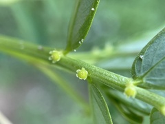 Phyllanthus urinaria, photograph (c) Engers, some rights reserved (CC BY)