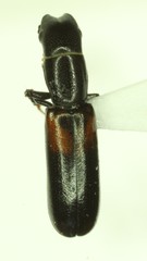 Nemozoma punctulatum