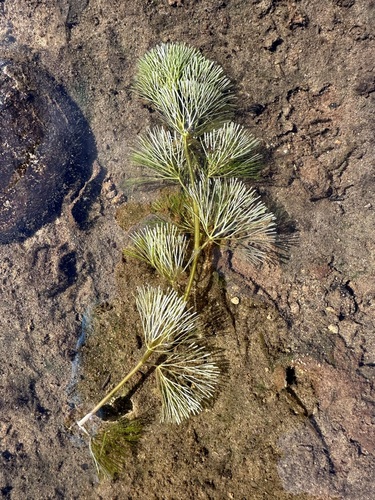 Cabomba caroliniana