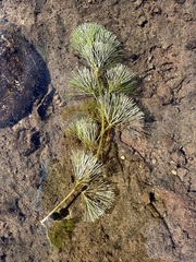 Cabomba caroliniana