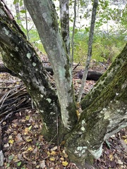Carpinus caroliniana, photograph (c) Jaime McGuigan, some rights reserved (CC BY)