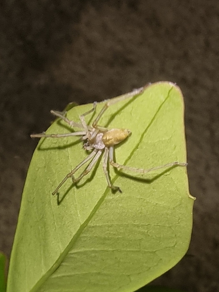 Cheiracanthium albidulum