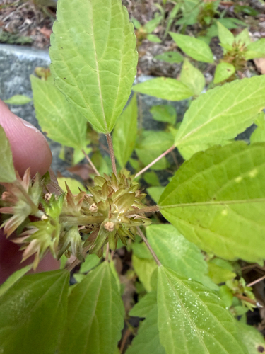 Acalypha rhomboidea, photograph 3