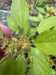 (c) John Baur, some rights reserved (CC BY) Acalypha rhomboidea, photograph (c) John Baur, some rights reserved (CC BY)