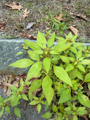 (c) John Baur, some rights reserved (CC BY) Acalypha rhomboidea, photograph (c) John Baur, some rights reserved (CC BY)