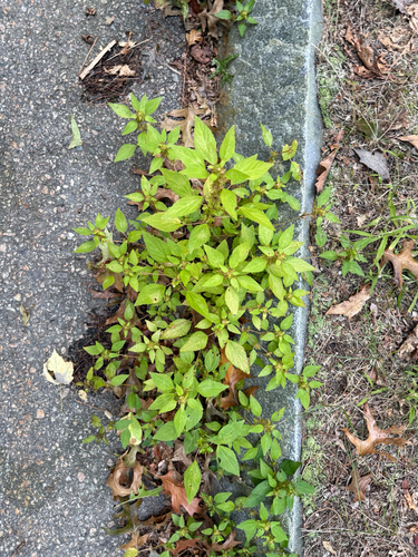 Acalypha rhomboidea, photograph 5