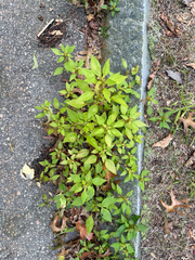 (c) John Baur, some rights reserved (CC BY) Acalypha rhomboidea, photograph (c) John Baur, some rights reserved (CC BY)