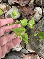 Persicaria nepalensis