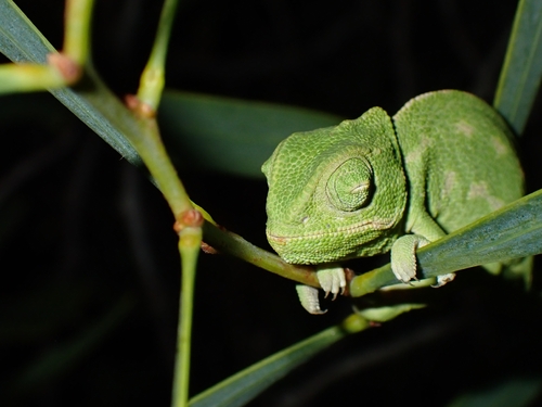 Common Chameleon